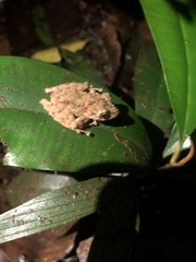 Pristimantis rubicundus