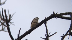 Stizoptera bichenovii bichenovii