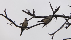 Stizoptera bichenovii bichenovii
