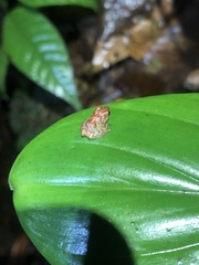 Pristimantis diadematus