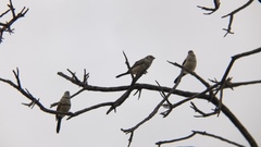 Stizoptera bichenovii bichenovii