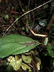 Gelanesaurus flavogularis