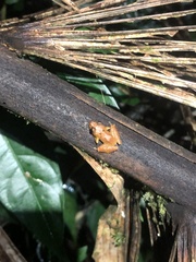 Pristimantis altamnis