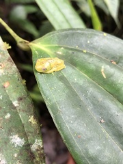 Hyloscirtus phyllognathus