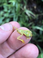 Hyloscirtus phyllognathus