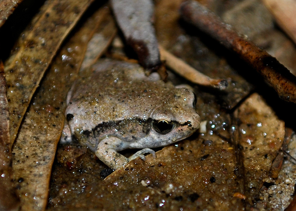 Red Narrow Mouthed Frog (Lizards of Chhattisgarh, India) · iNaturalist