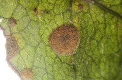 Cephaleuros virescens