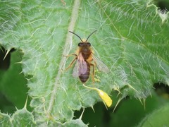 Andrena