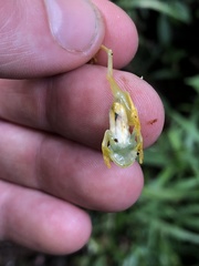 Hyloscirtus phyllognathus