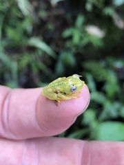 Hyloscirtus phyllognathus