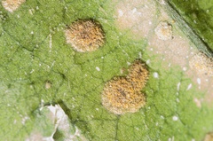 Cephaleuros virescens