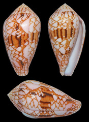 Conus retifer