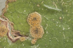Cephaleuros virescens