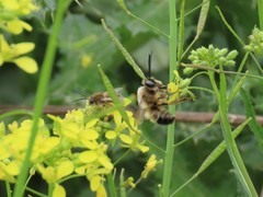 Eucera nigrilabris