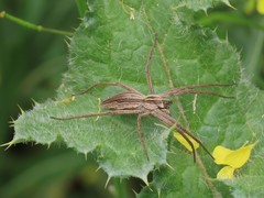 Pisaura mirabilis