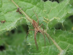 Pisaura mirabilis