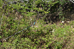 Alcedo atthis