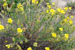 Helianthemum polygonoides
