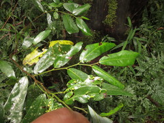 Monanthotaxis caffra