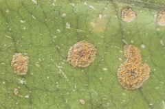 Cephaleuros virescens