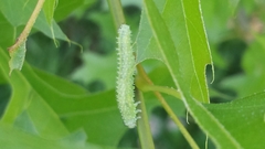 Periclista