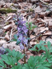Corydalis cava