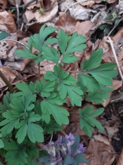 Corydalis cava