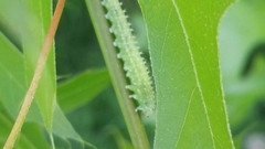 Periclista