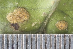 Cephaleuros virescens