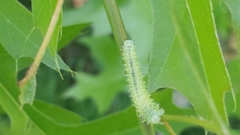 Periclista