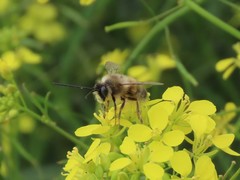 Eucera nigrilabris