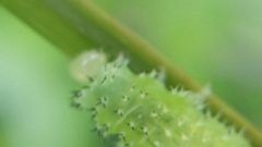 Periclista