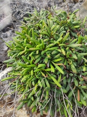 Limonium sommierianum