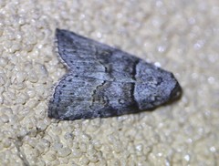Calathusa hypotherma