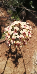 Pelargonium moniliforme