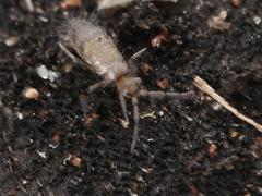 Willowsia nigromaculata