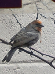 Haemorhous mexicanus