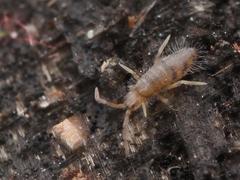 Willowsia nigromaculata