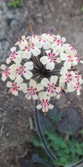 Pelargonium moniliforme