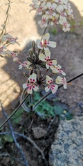 Pelargonium moniliforme