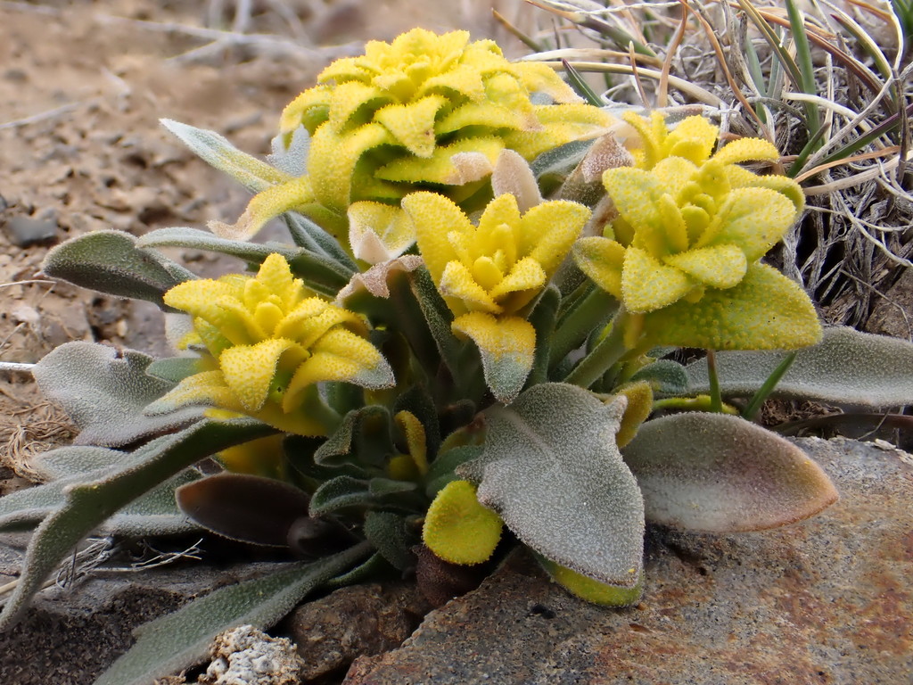 Mustard Flower Rust from Butte County, ID, USA on March 27, 2022 at 12: ...
