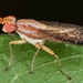 Limnia shannoni - Photo (c) skitterbug, algunos derechos reservados (CC BY), subido por skitterbug