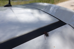 Rhynocoris cuspidatus