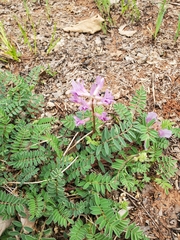 Astragalus crassicarpus