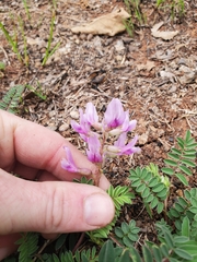 Astragalus crassicarpus