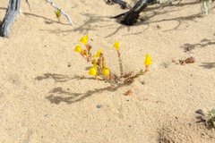 Linaria bipunctata glutinosa