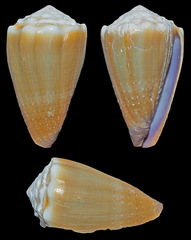 Conus sanguinolentus