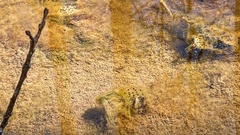 Pseudacris brachyphona