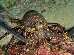Panulirus inflatus