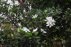 Clematis akoensis